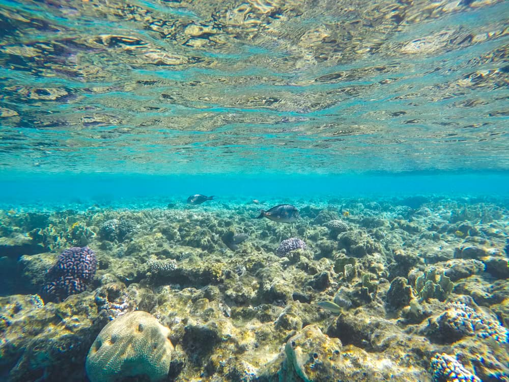Sharm El Sheikh Snorkeling Gallery Image