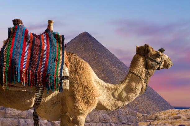 Camel Ride at the Giza Pyramids | Explore Egypt's Timeless Desert Gallery Image