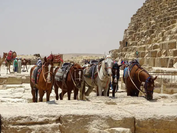 Horse Riding Adventure at the Giza Pyramids | Ride Through Egypt's Desert Gallery Image