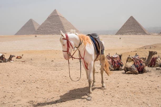 Horse Riding Adventure at the Giza Pyramids | Ride Through Egypt's Desert Gallery Image